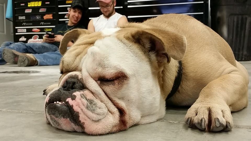 A bulldog laying on the floor in a garage.